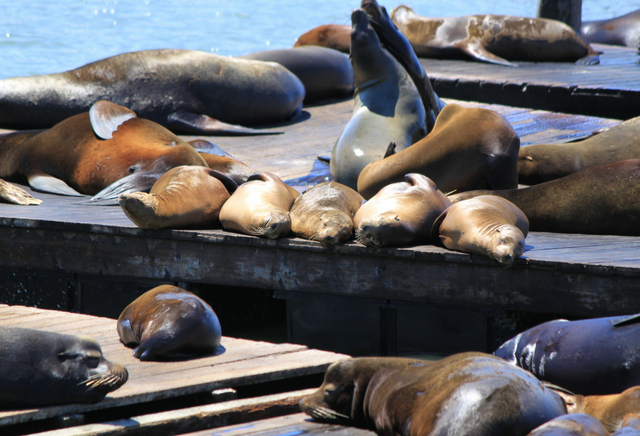 Pier 39 San Francisco
